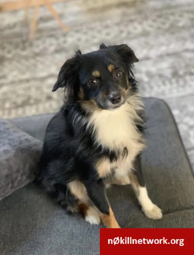 Lost dog in New Athens, IL, 62264