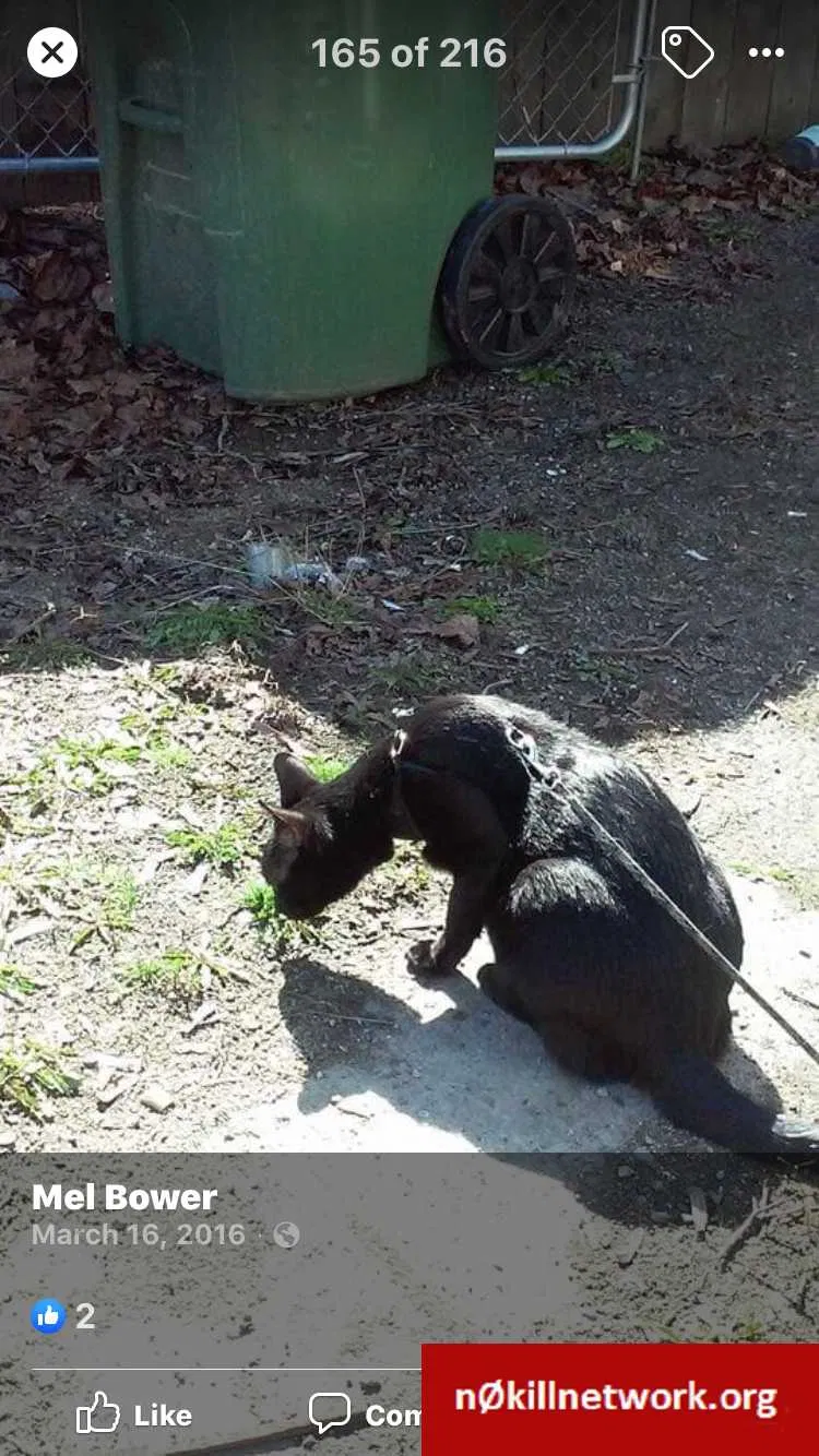 Lost cat in Spokane, WA, 99205
