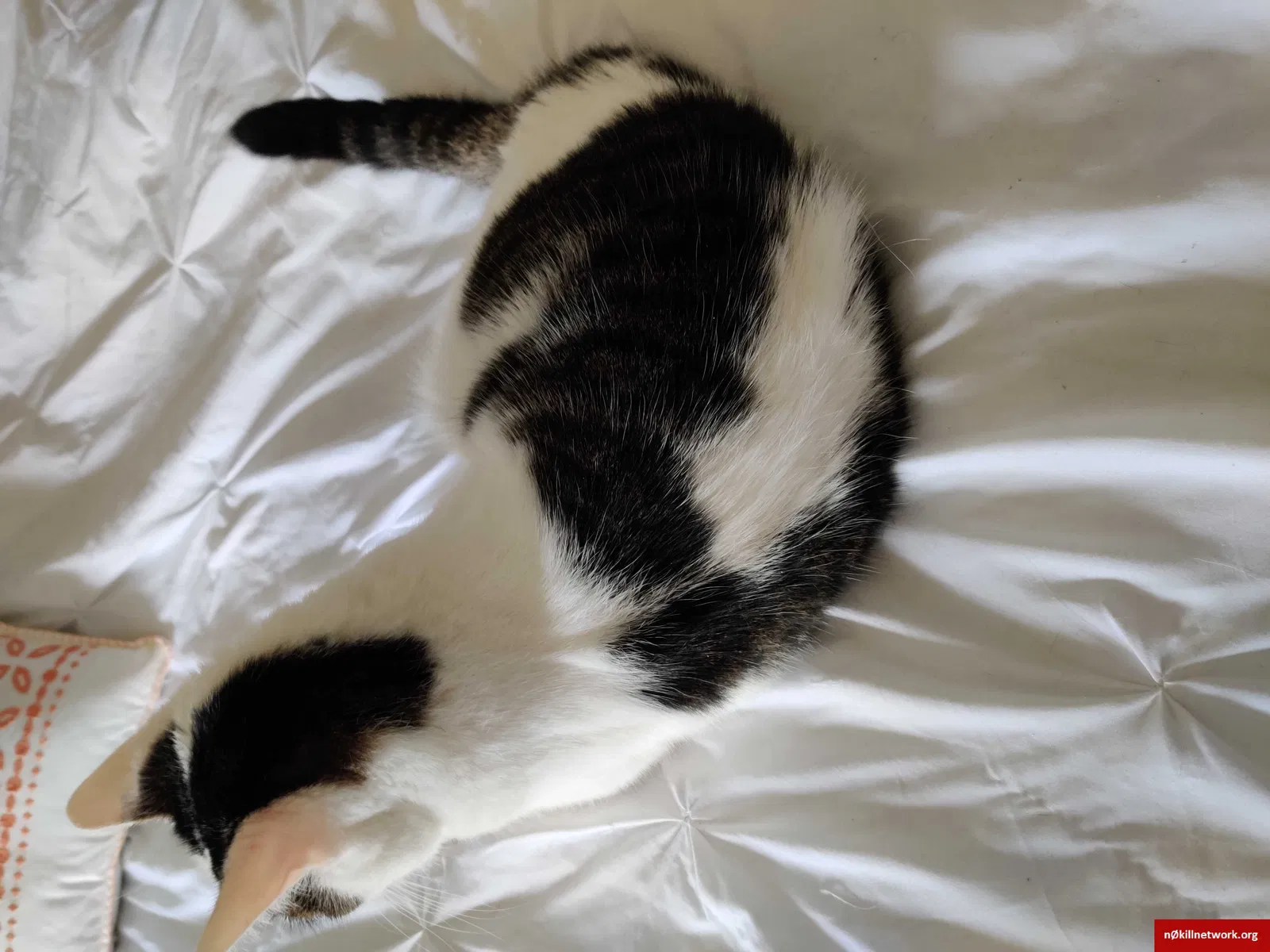 Lost cat in Columbus, OH, 43207