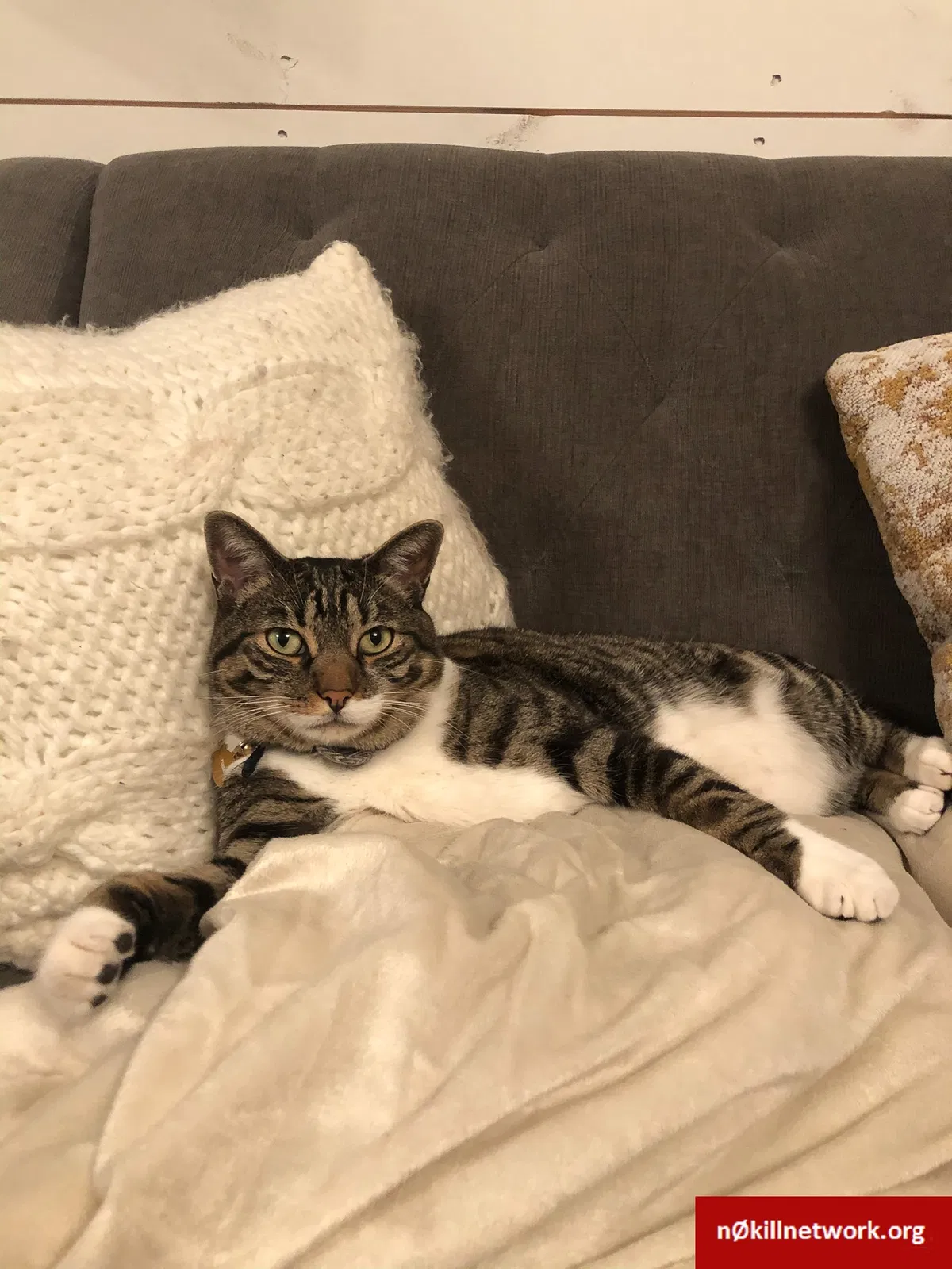 Lost cat in Fort Collins, CO, 80526