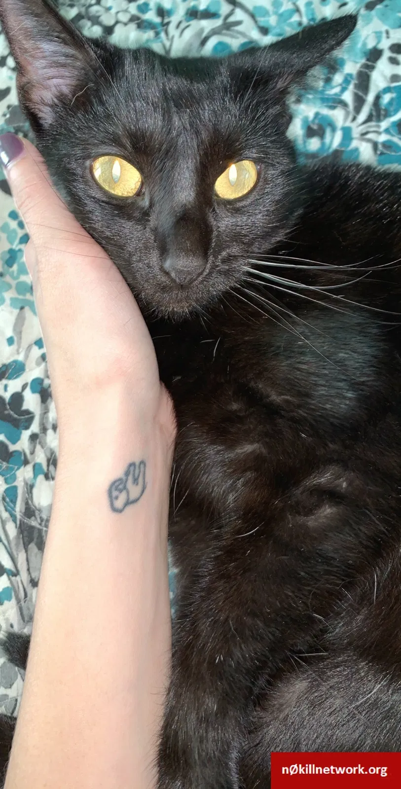 Lost cat in Toledo, OH, 43615