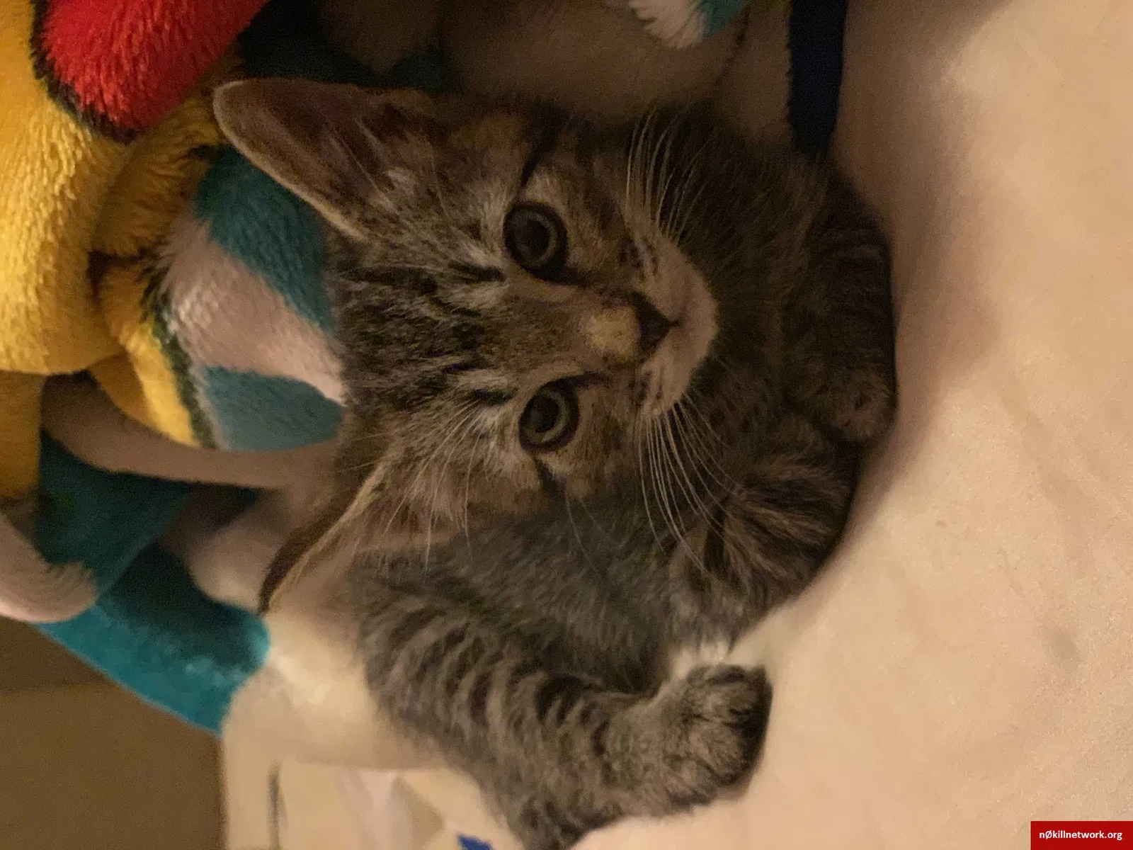 Lost cat in Lynchburg, VA, 24501