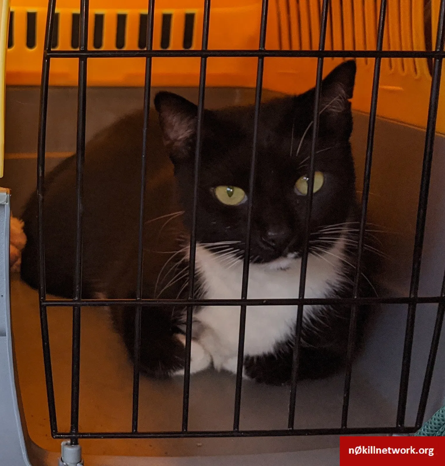 Lost cat in Fort Wayne, IN, 46835