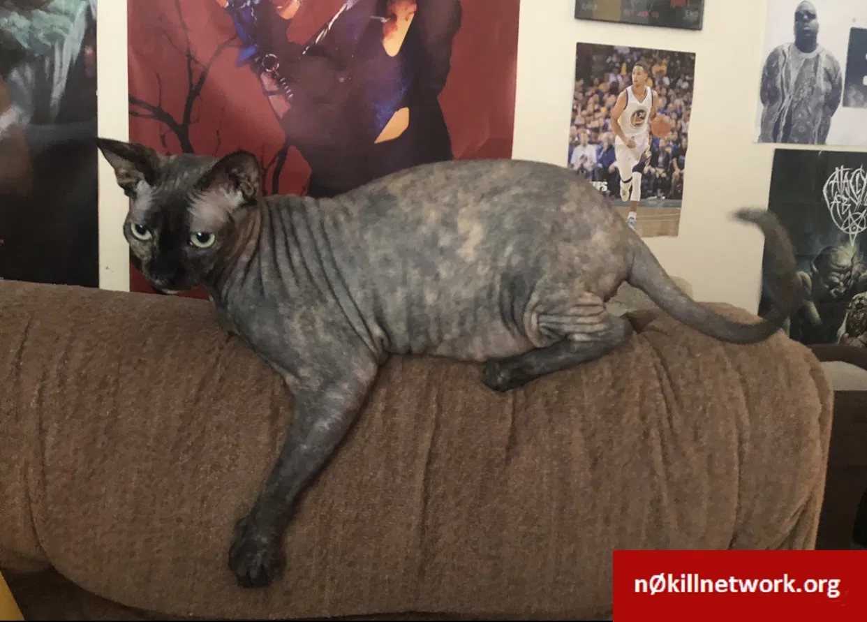 Lost cat in Canton, OH, 44708