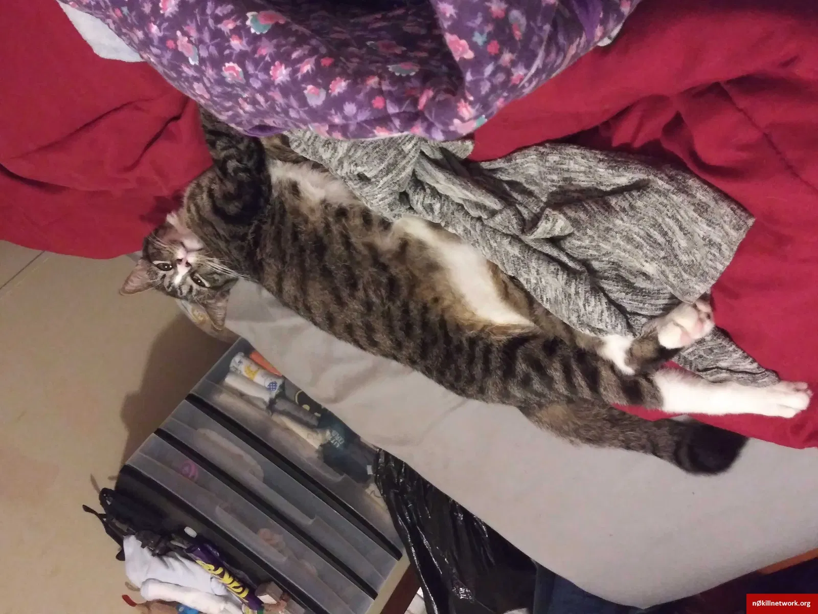 Lost cat in Bryan, TX, 77801
