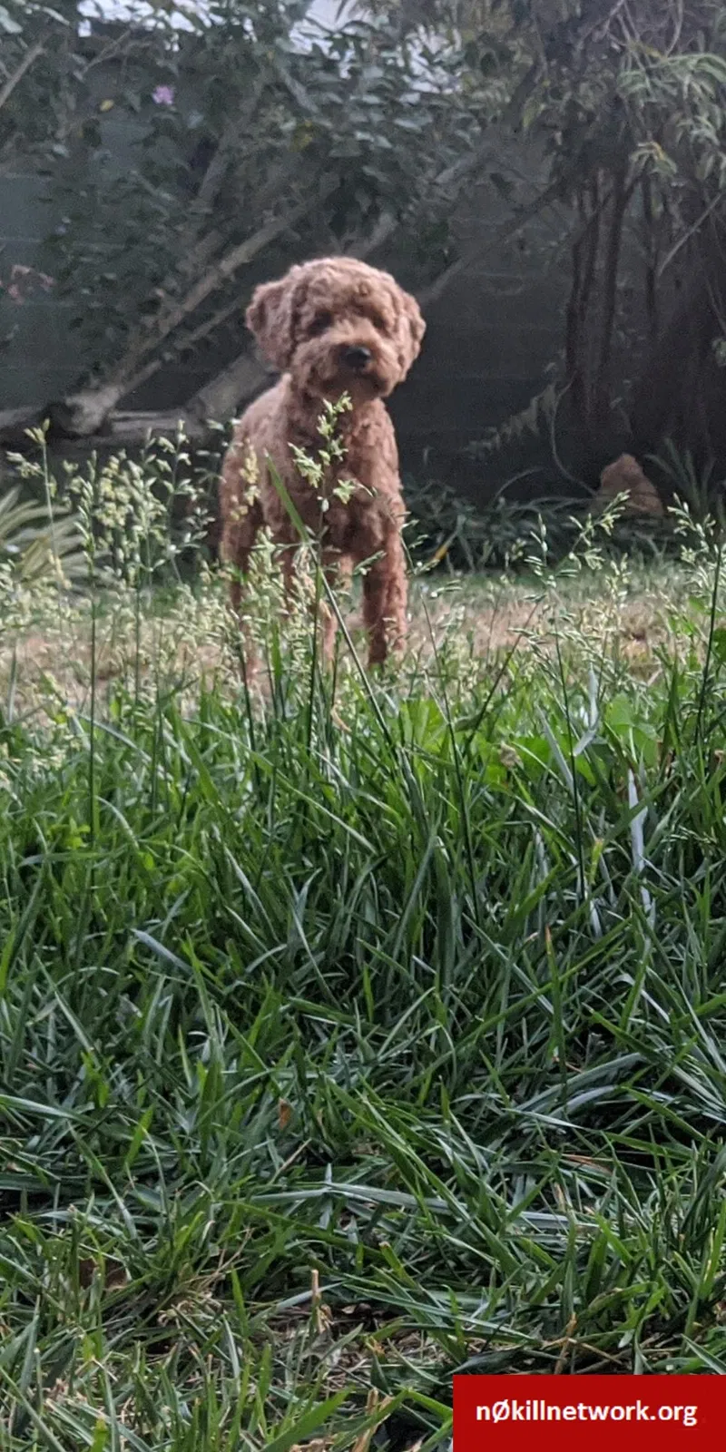 Lost dog in La Habra, CA, 90631