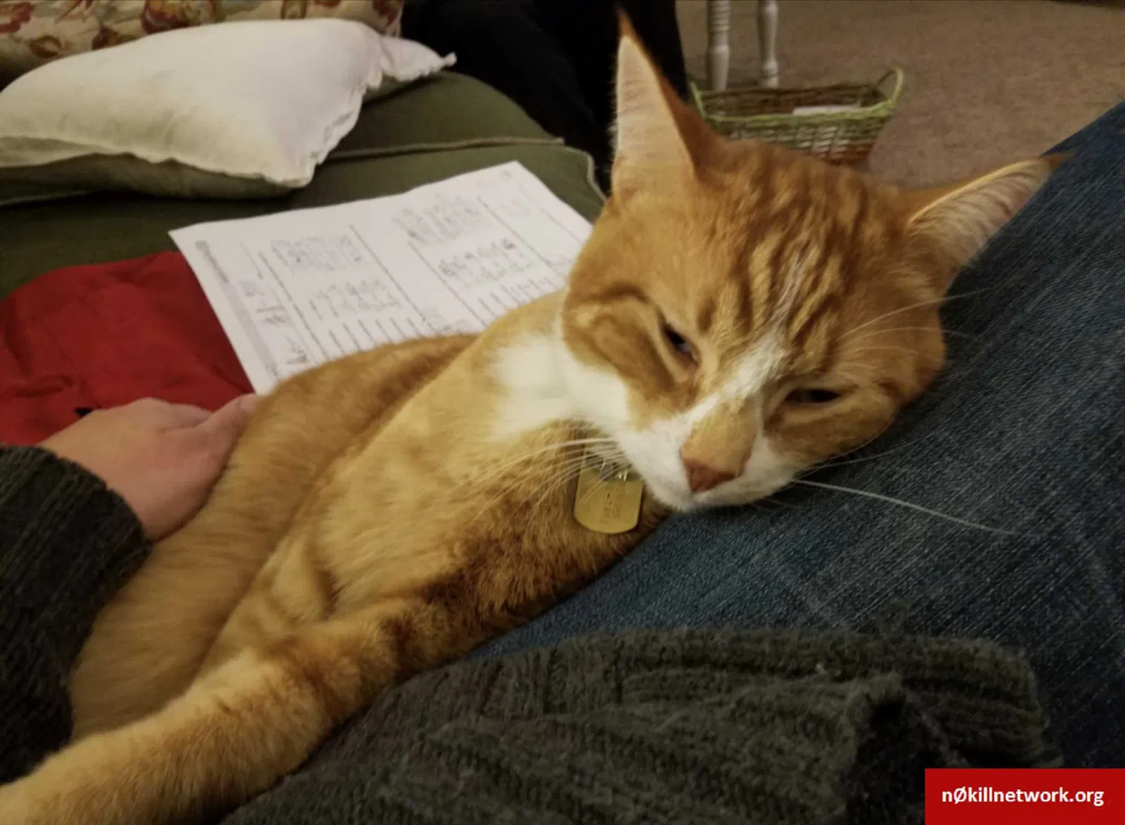 Lost cat in Spokane, WA, 99206