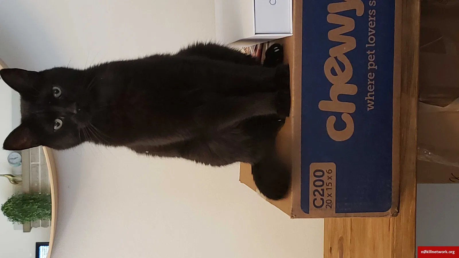 Lost cat in Grove City, OH, 43123