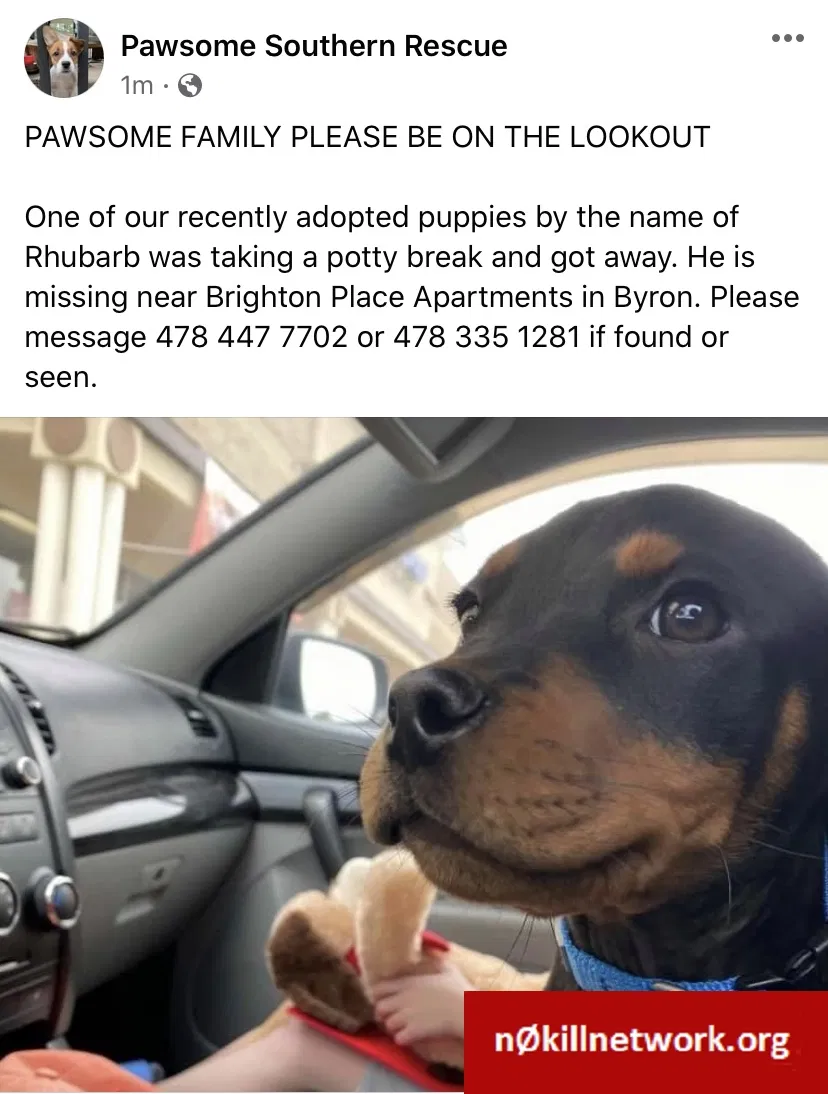 Lost dog in Byron, GA, 31008