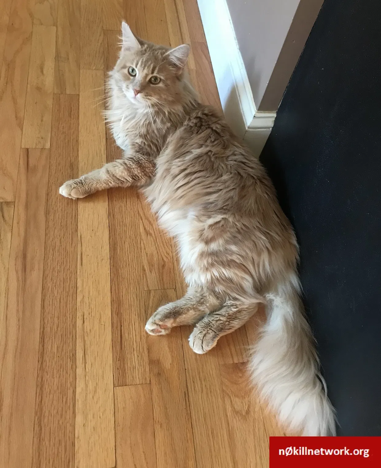 Lost cat in Scarborough, ME, 4074