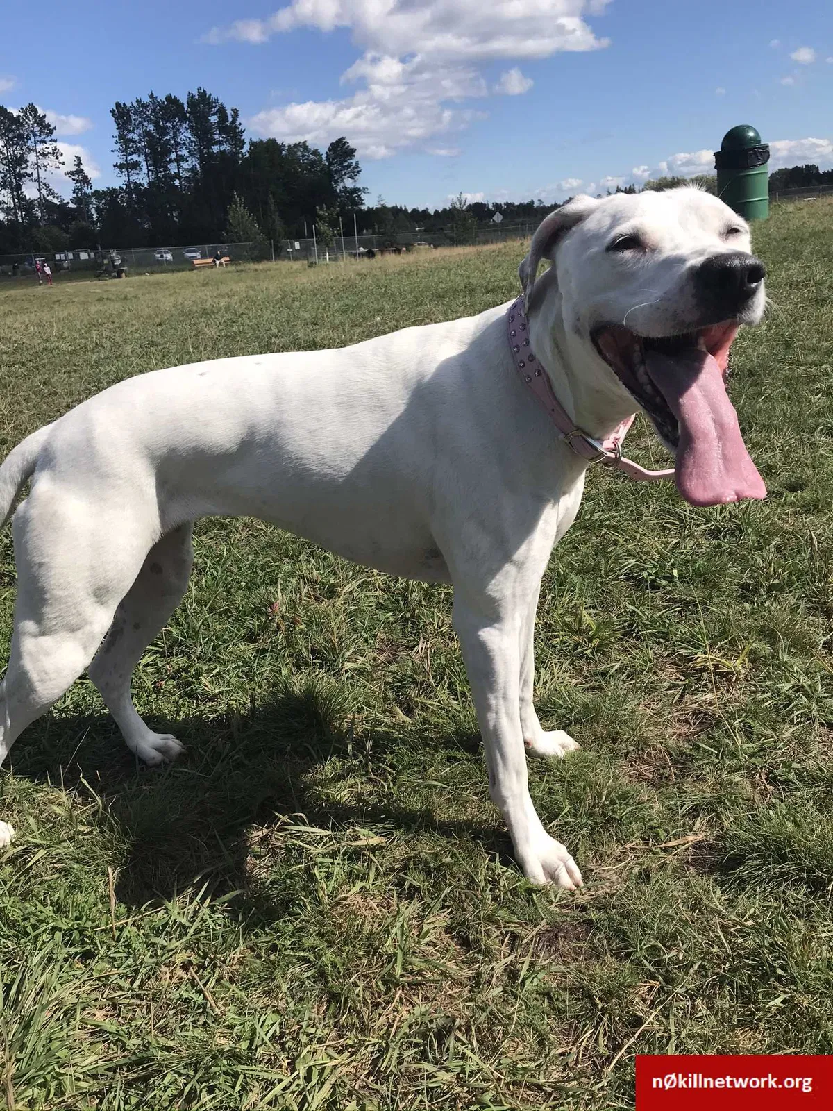 Lost dog in Duluth, MN, 55812