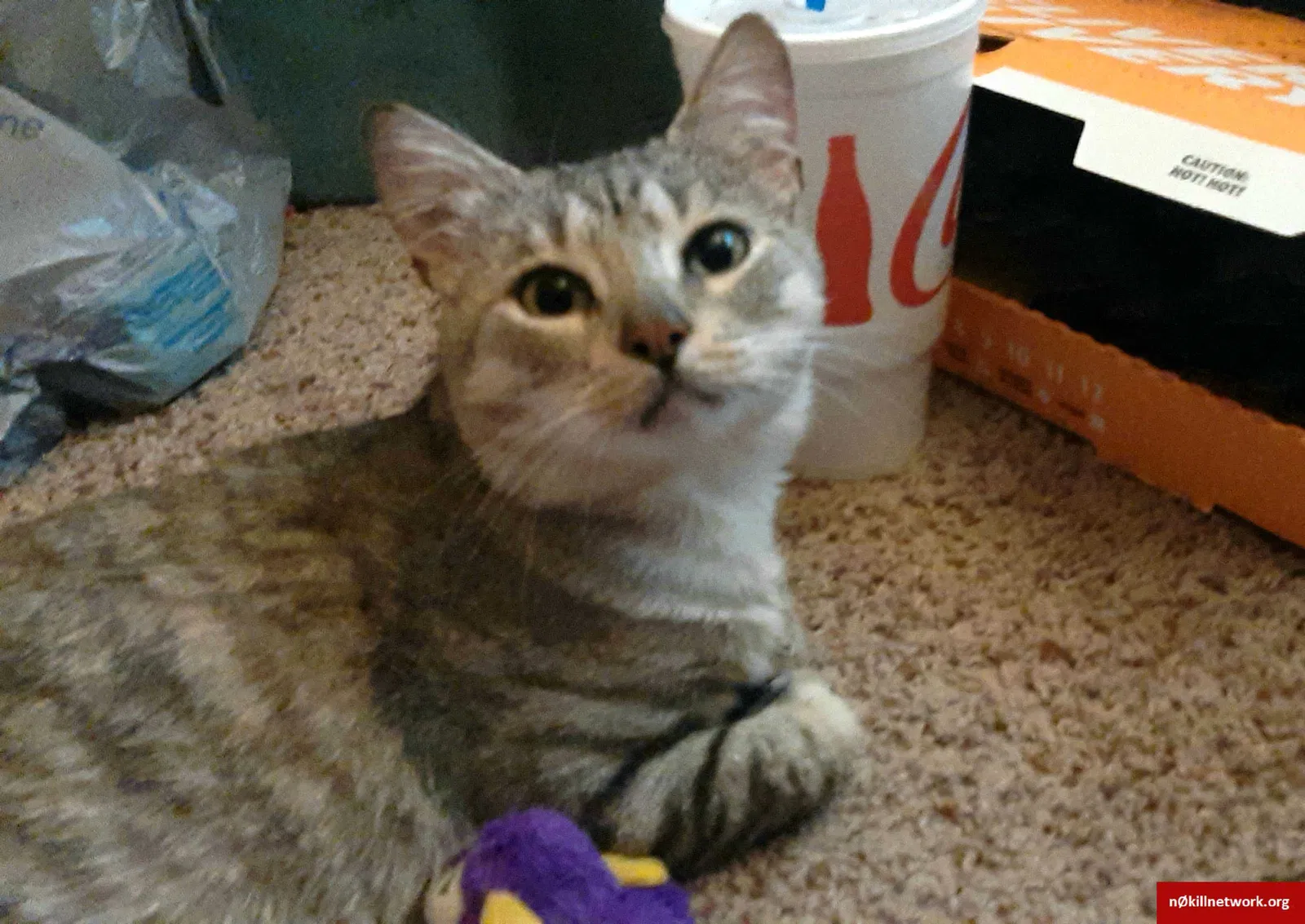 Lost cat in Victoria, TX, 77903