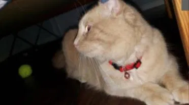 Lost cat in Goshen, NY, 10924