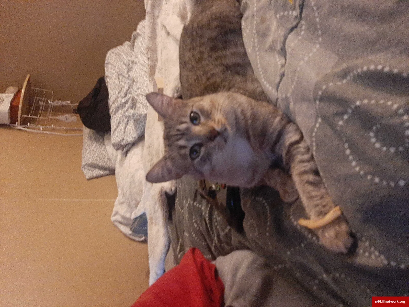 Lost cat in Victoria, TX, 77903