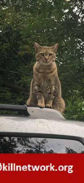 Lost cat in Chicago, IL, 60643