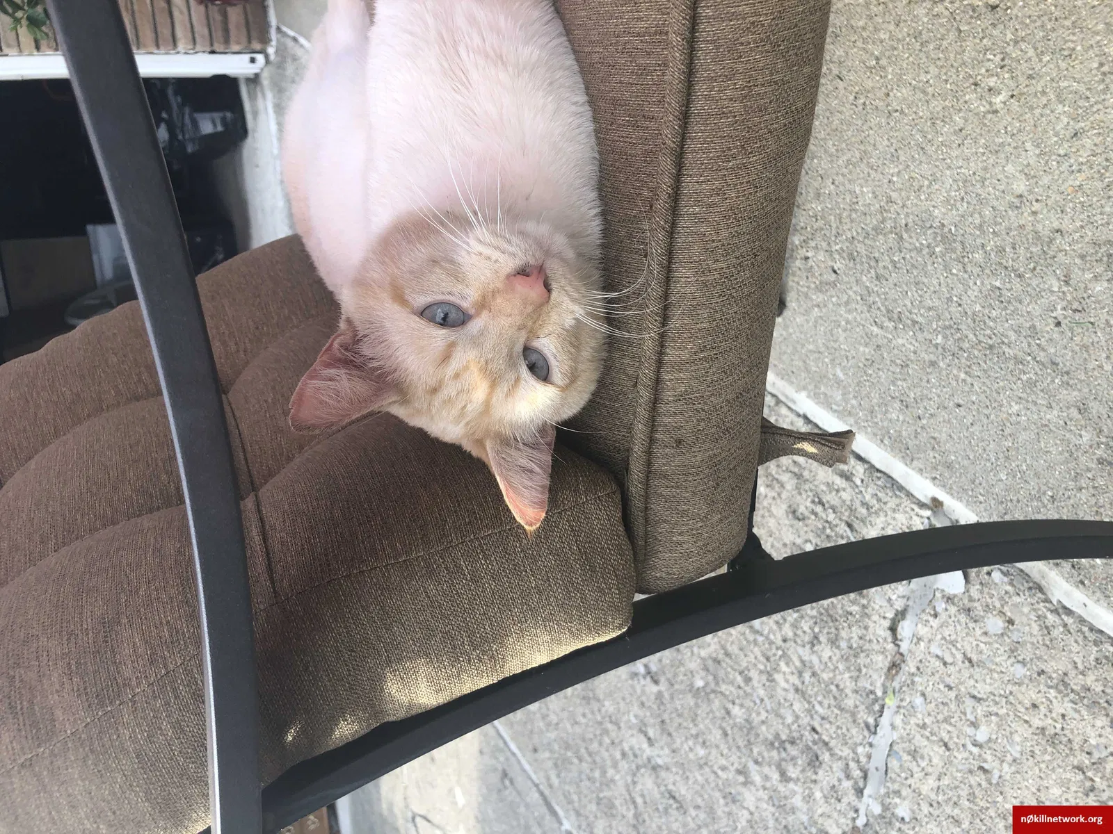 Lost cat in Columbus, OH, 43204