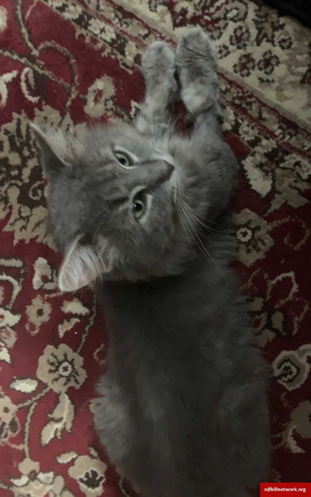 Lost cat in Ozone Park, NY, 11416