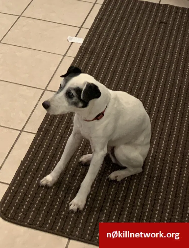 Lost dog in Cynthiana, KY, 41031