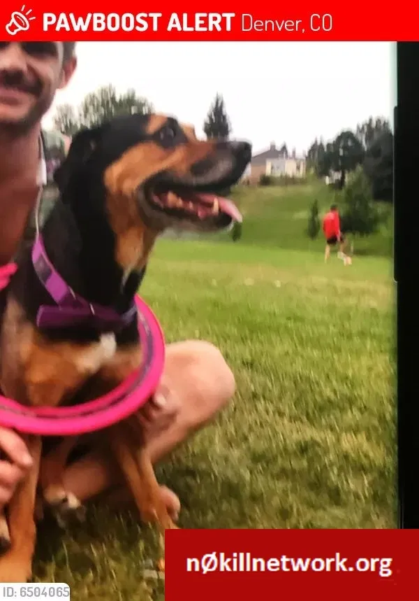 Lost dog in Denver, CO, 80223