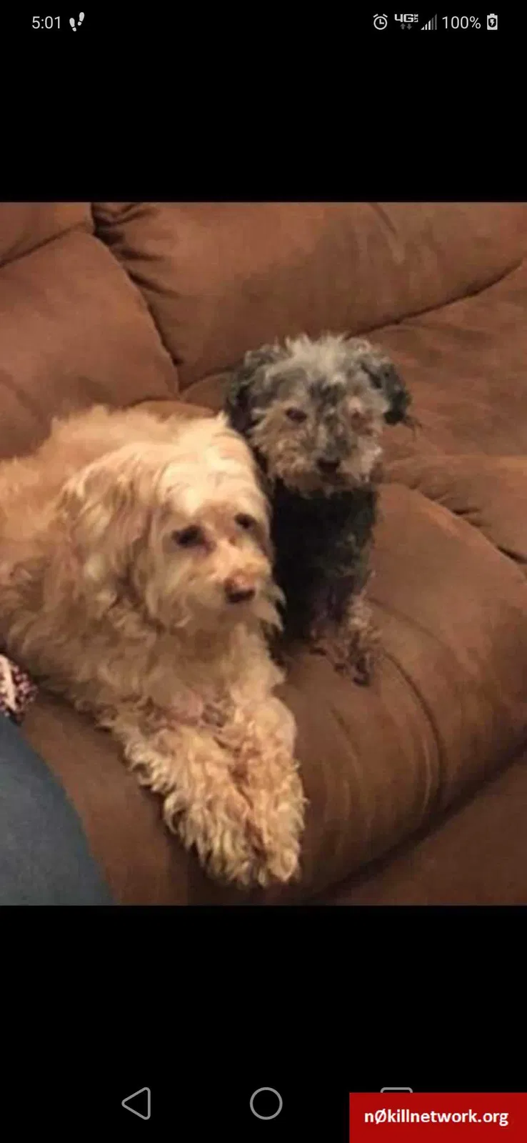 Lost dog in Charleston, WV, 25302