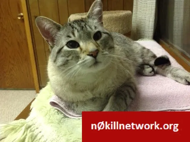 Lost cat in Stillwater, MN, 55082