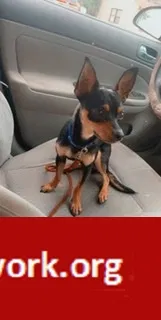 Lost dog in Albuquerque, NM, 87108