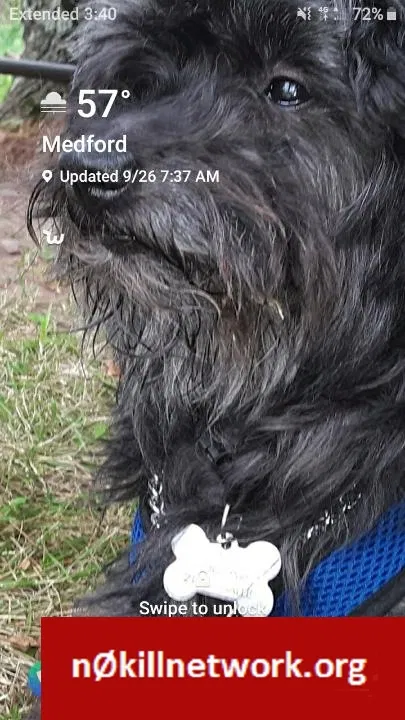 Lost dog in Withee, WI, 54498