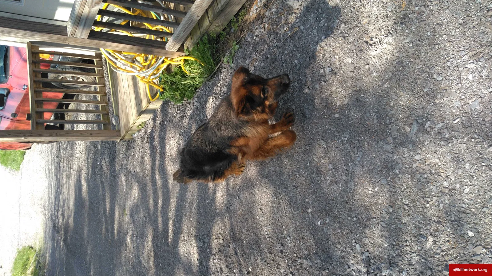 Lost dog in Lebanon, TN, 37087