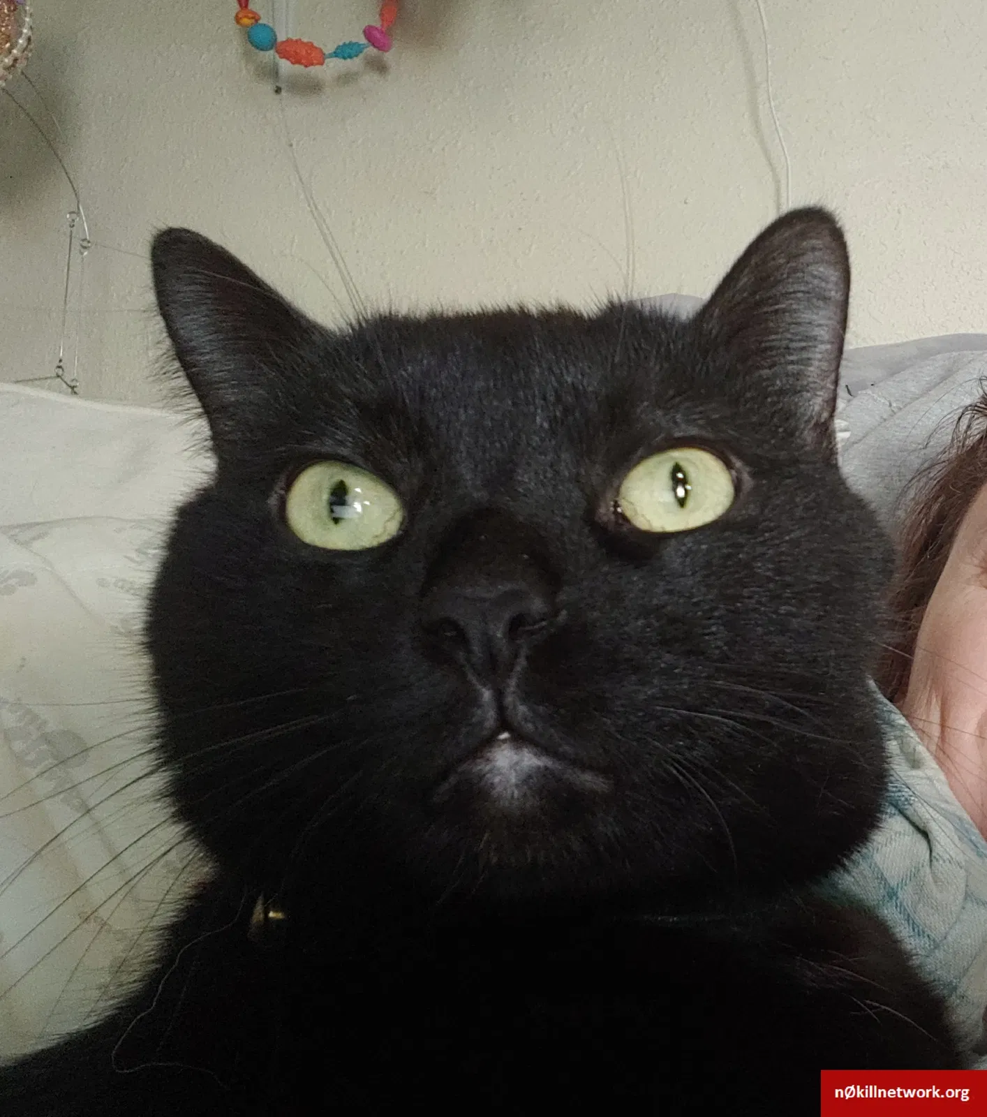 Lost cat in Colorado Springs, CO, 80903