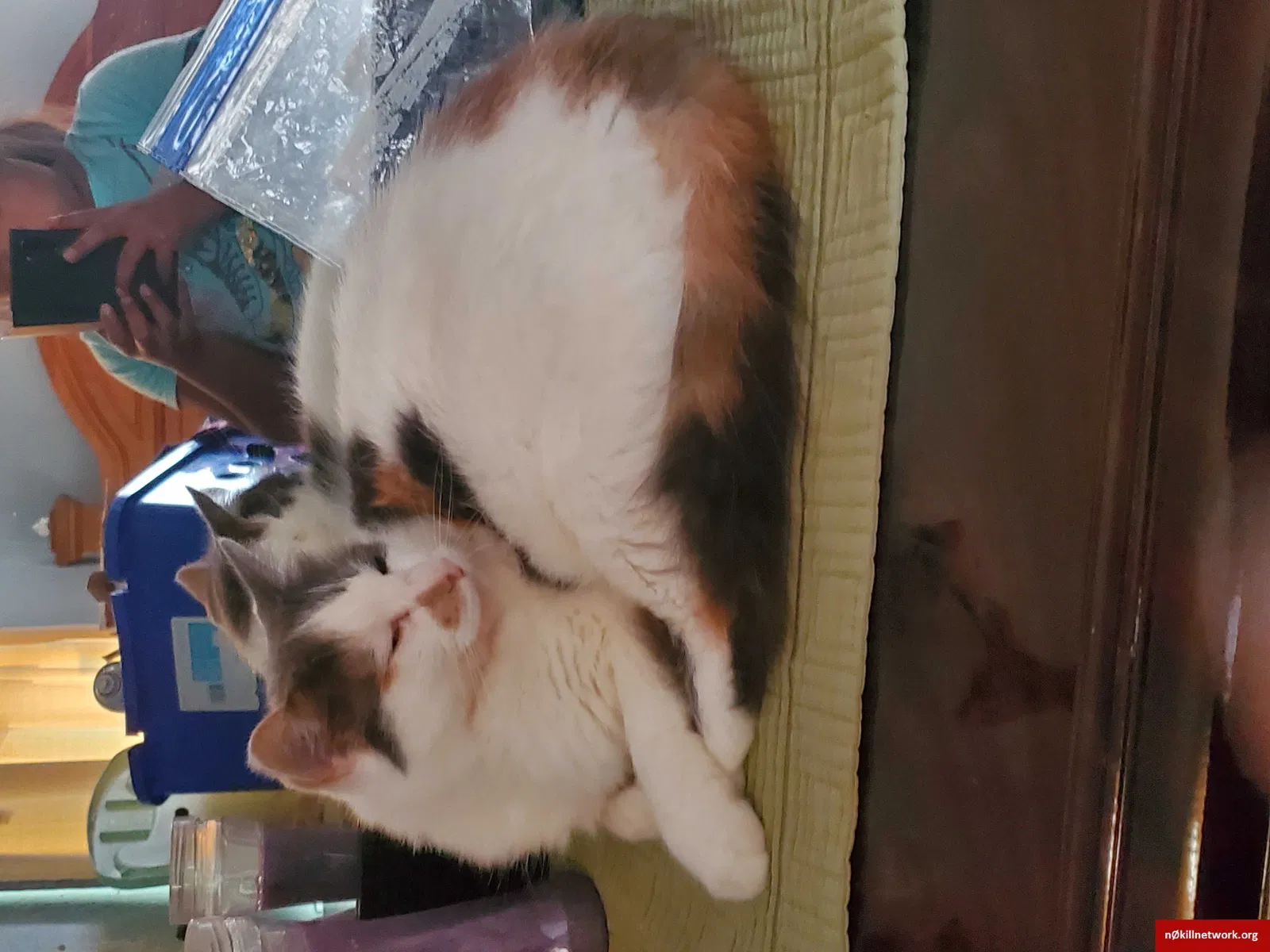 Lost cat in Minneapolis, MN, 55430