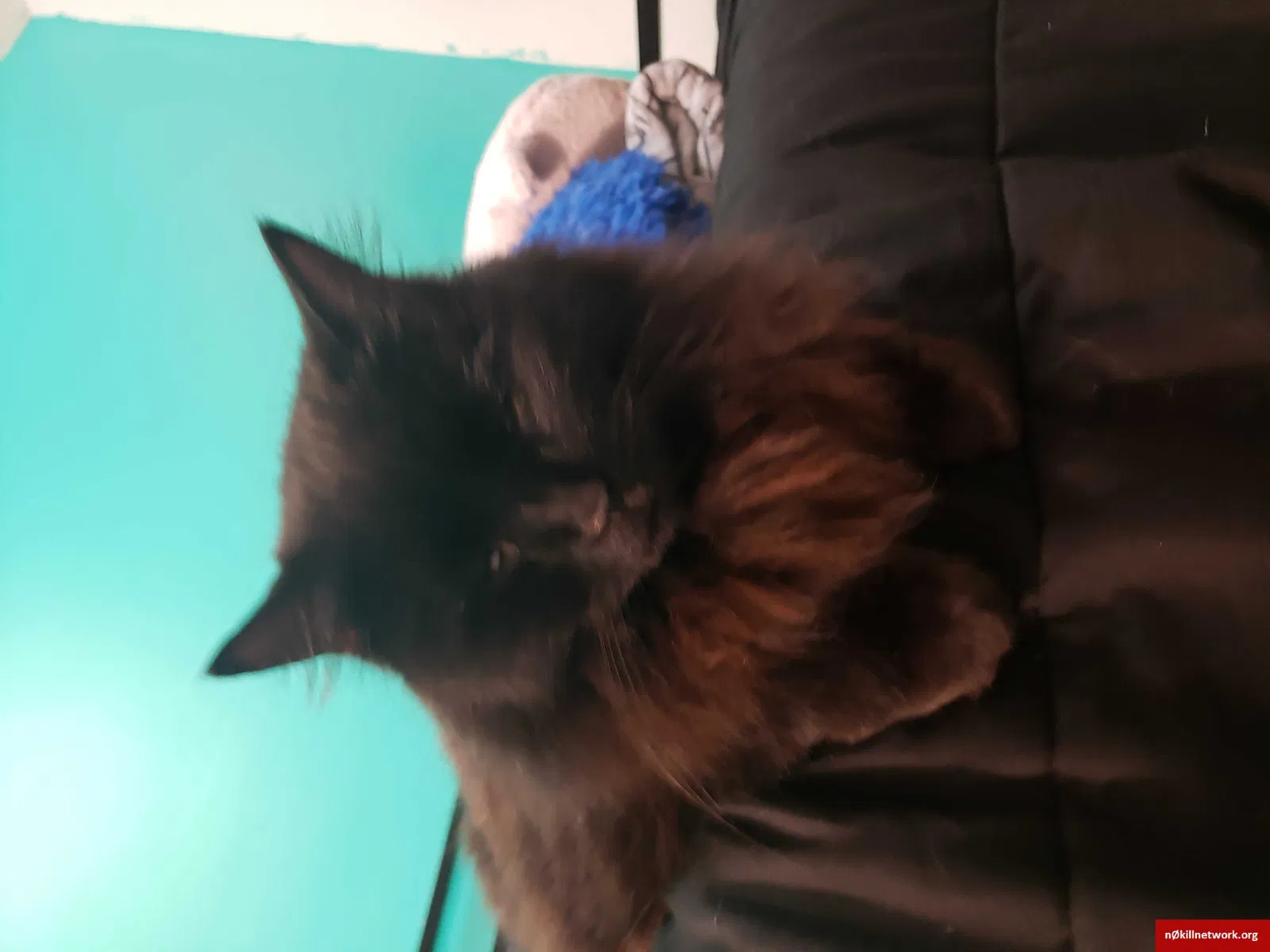 Lost cat in Unknown, OR, 97703