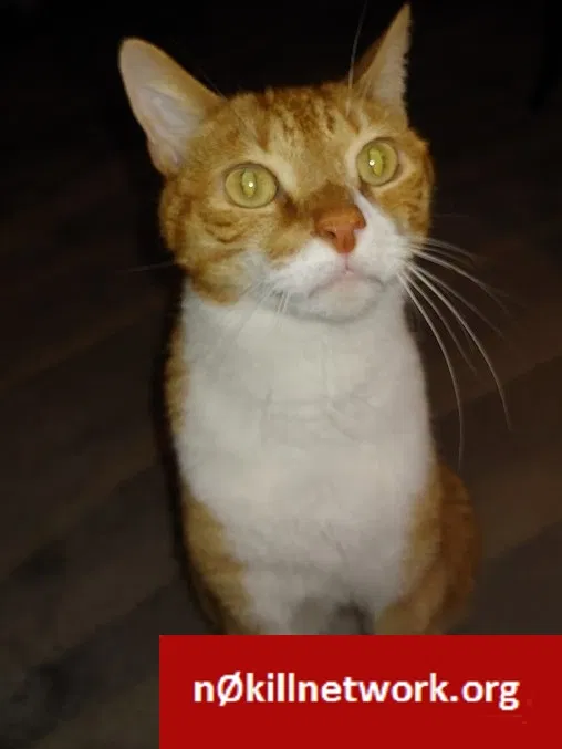 Lost cat in Fort Pierce, FL, 34982