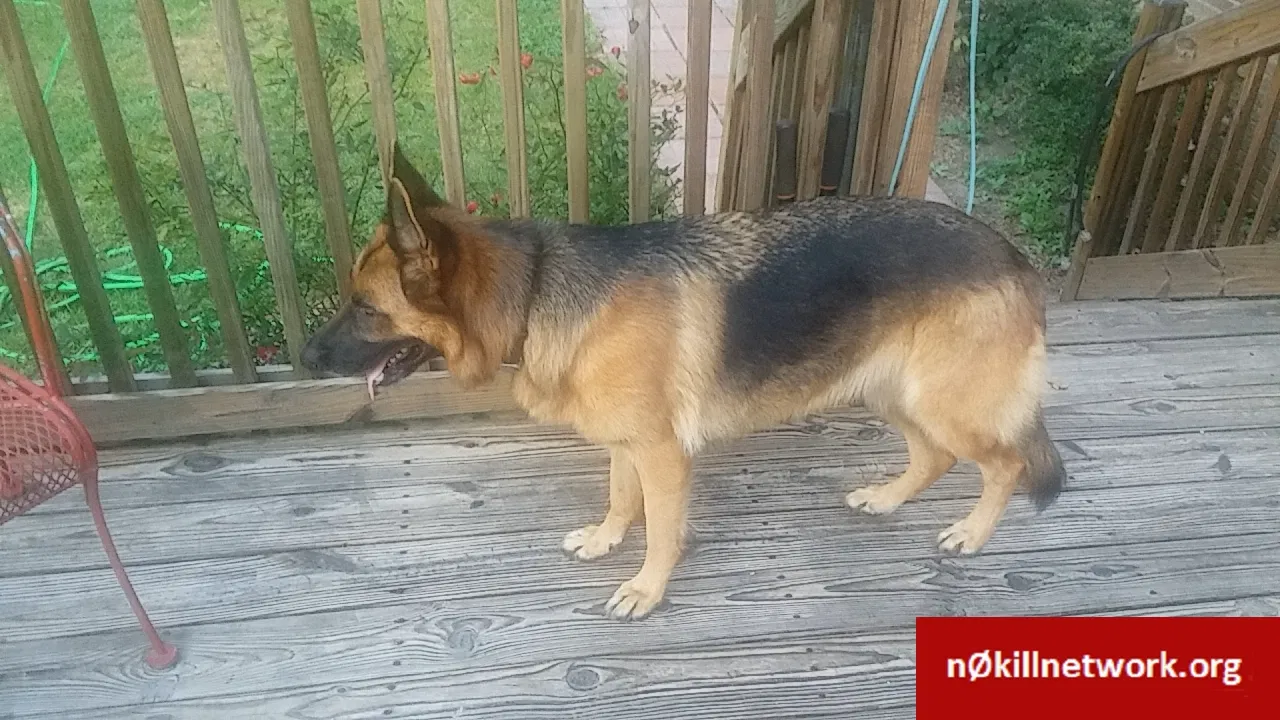 Lost dog in Riegelwood, NC, 28456