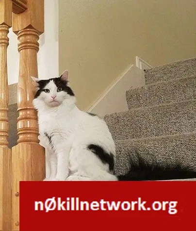 Lost cat in Lehi, UT, 84043