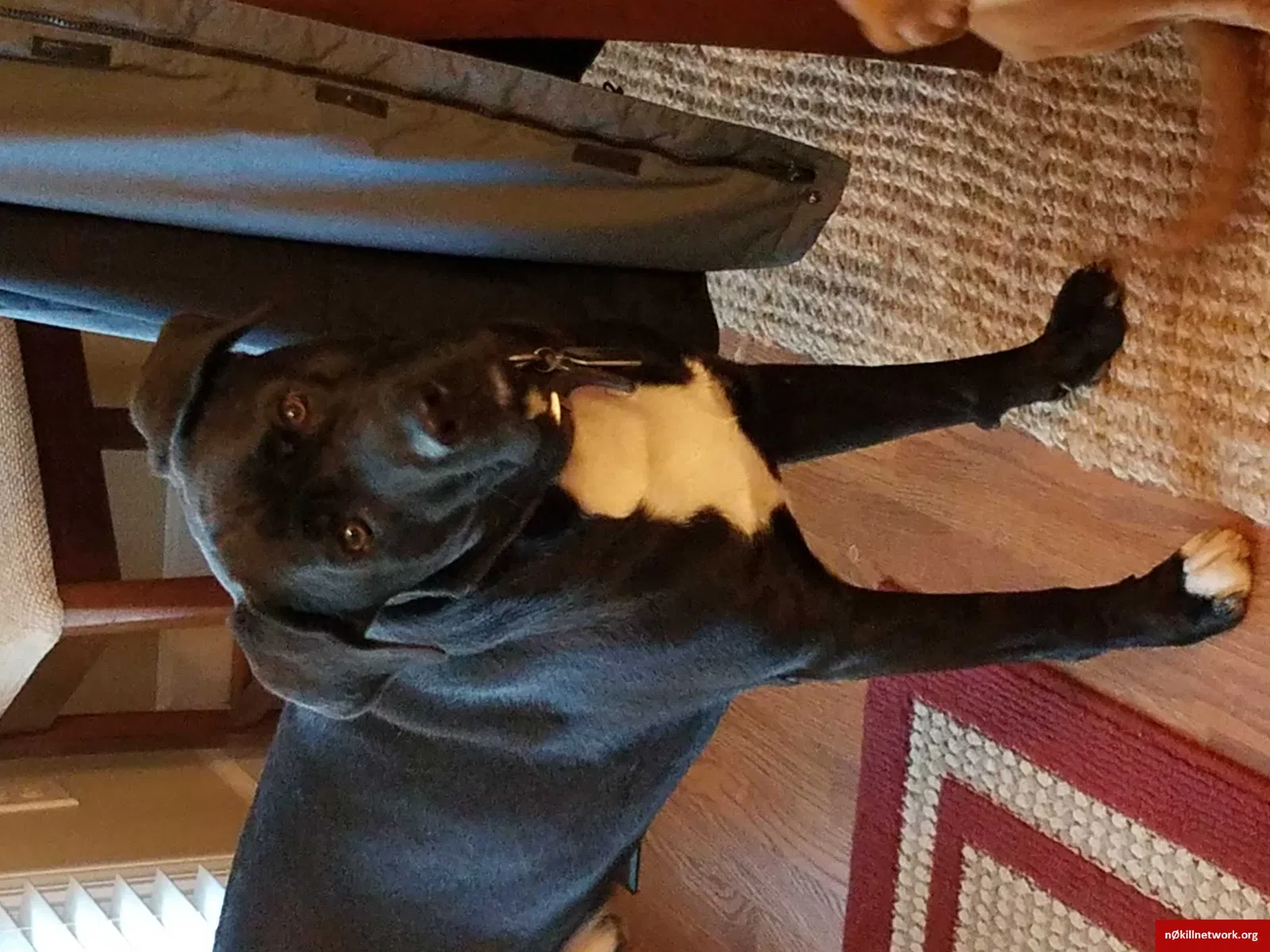 Lost dog in Henagar, AL, 35978