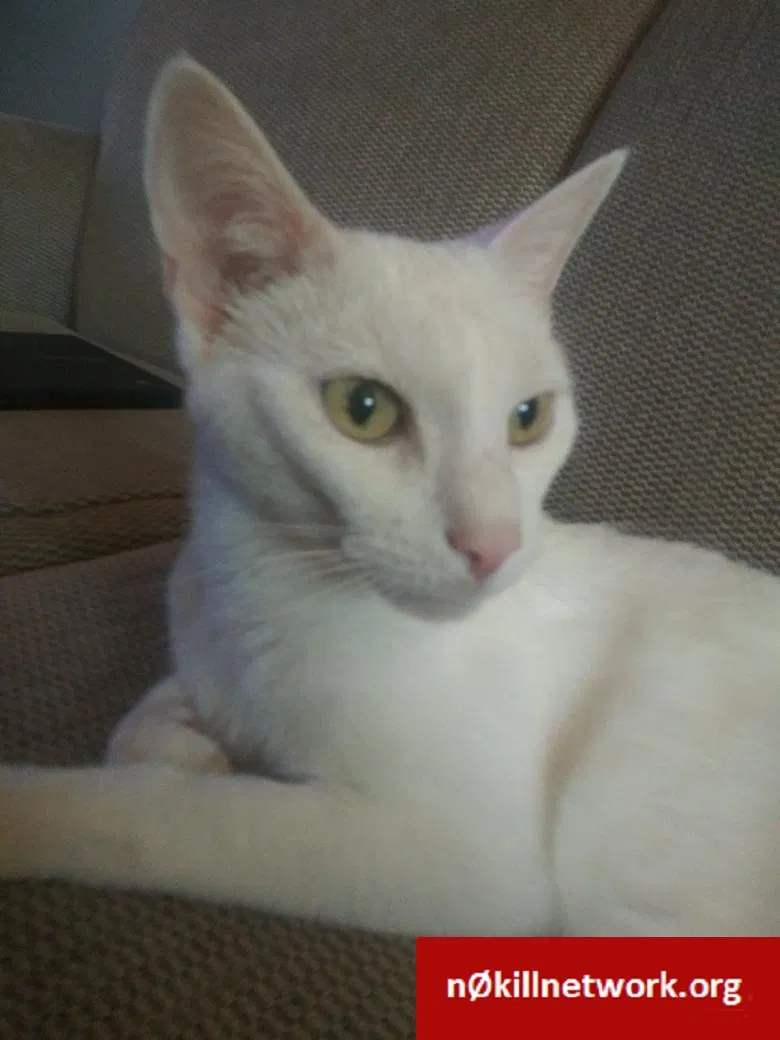 Lost cat in Gloucester City, NJ, 8030