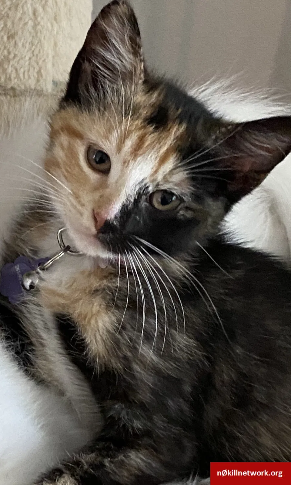 Lost cat in Midland, TX, 79705