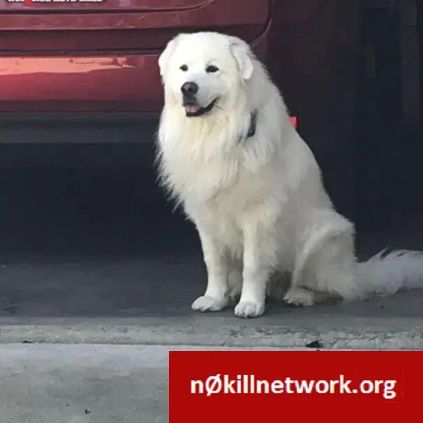 Lost dog in Clinton, IN, 47842