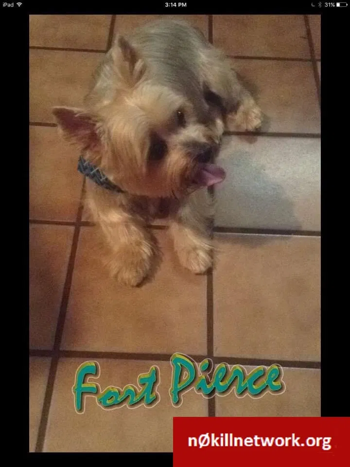 Lost dog in Fort Pierce, FL, 34950