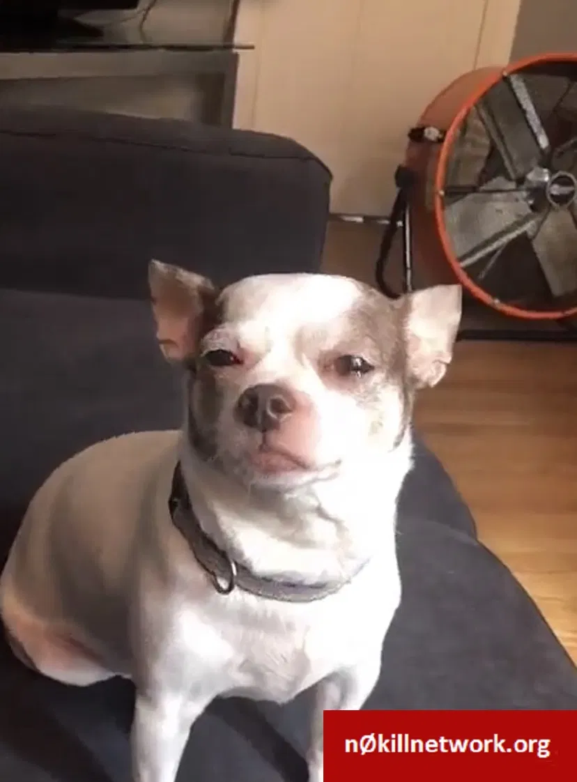 Lost dog in Staten Island, NY, 10304