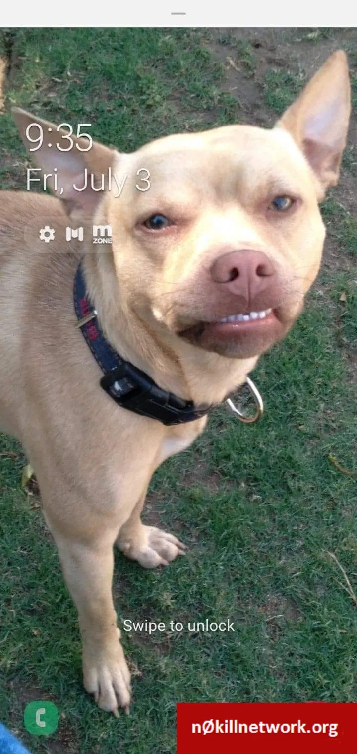 Lost dog in Bakersfield, CA, 93304