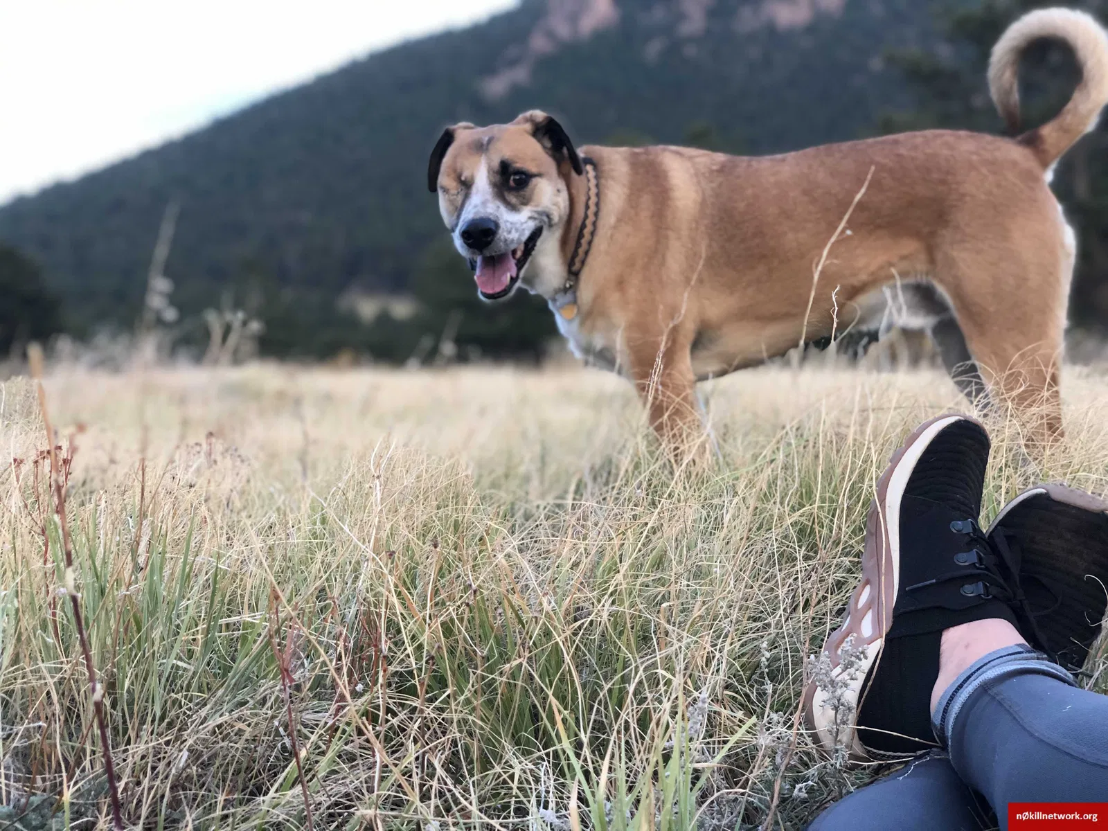 Lost dog in Laramie, WY, 82070