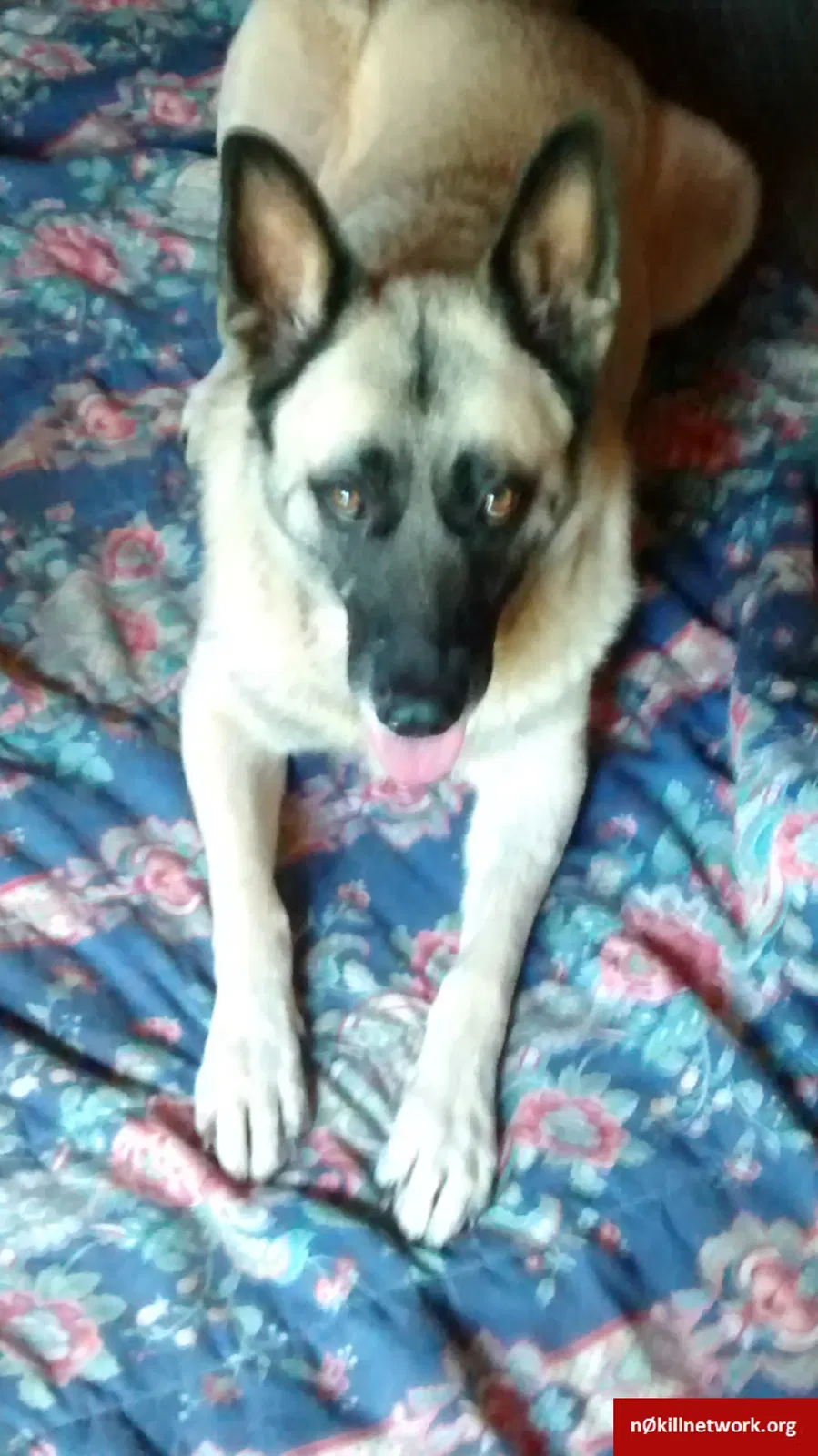 Lost dog in Gaffney, SC, 29341
