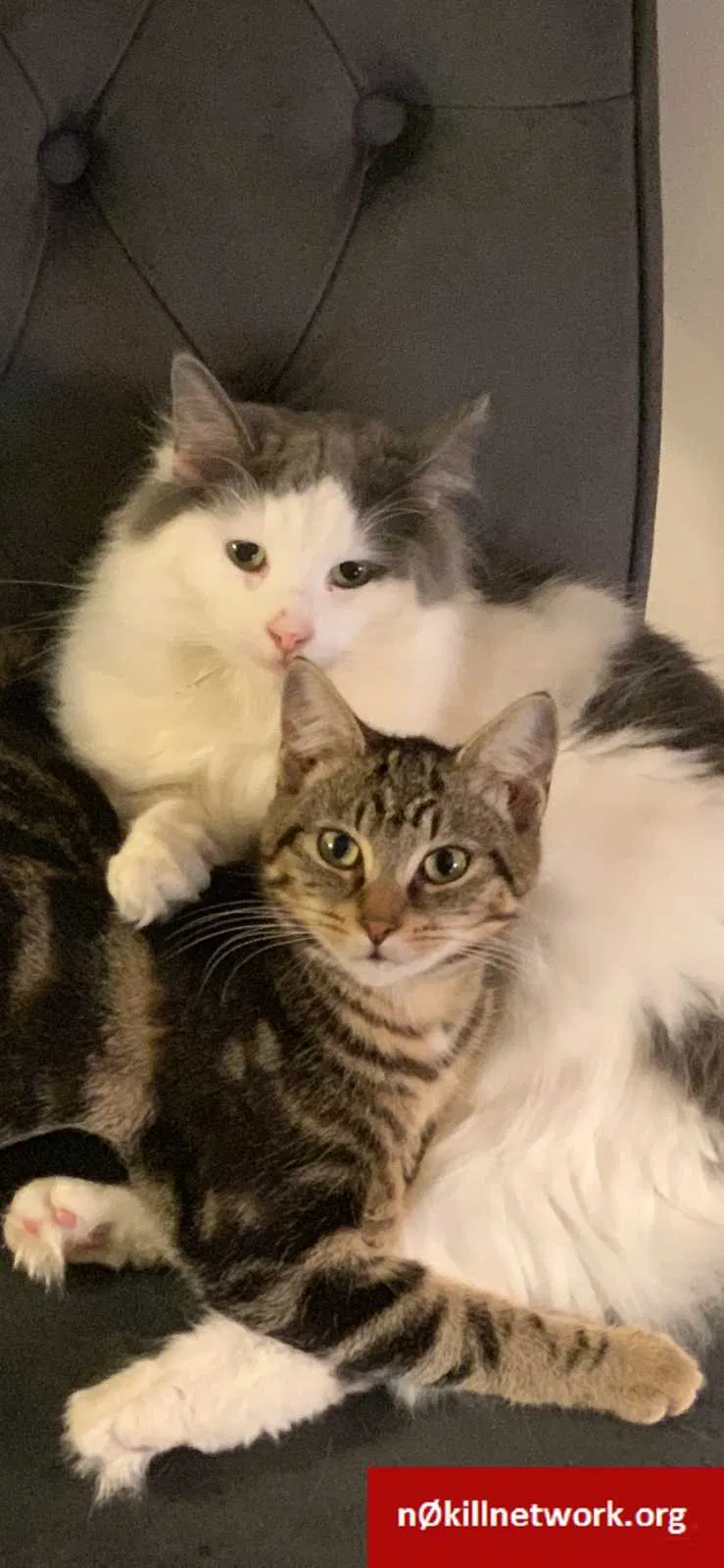 Lost cat in Youngstown, OH, 44511
