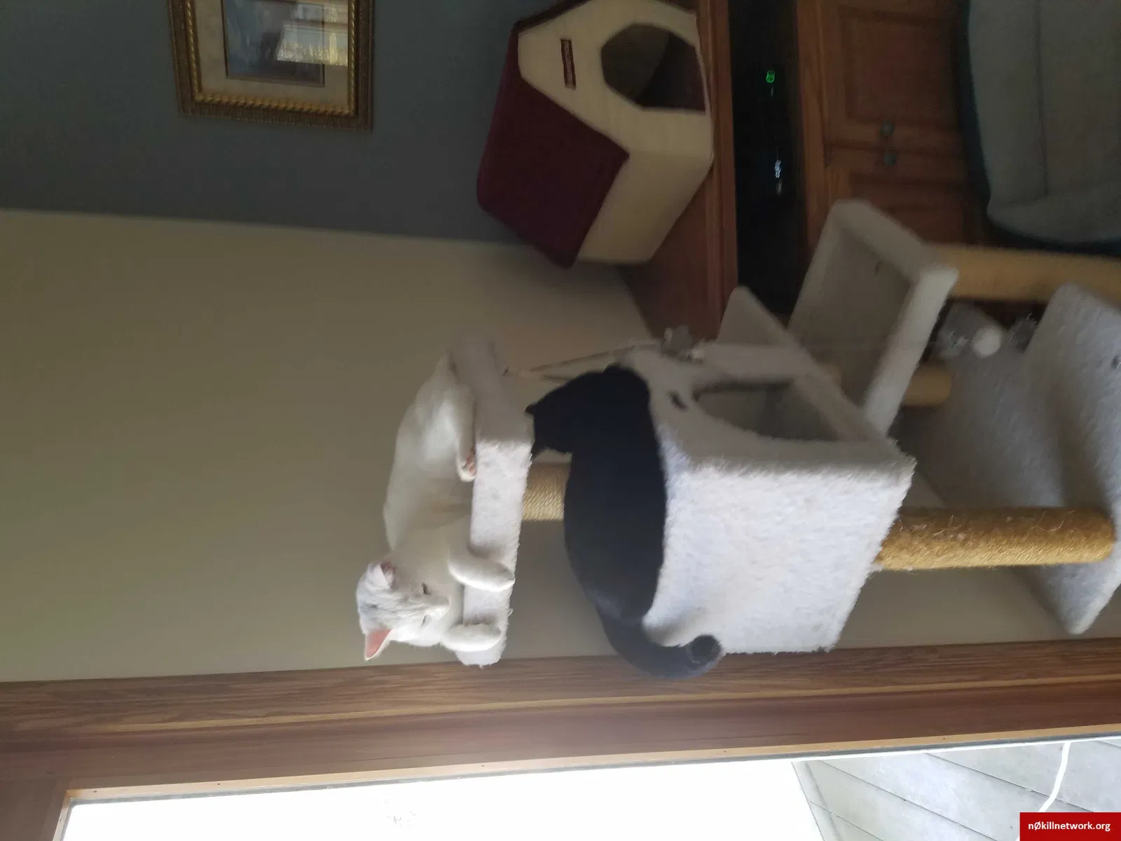 Lost cat in Lancaster, PA, 17602