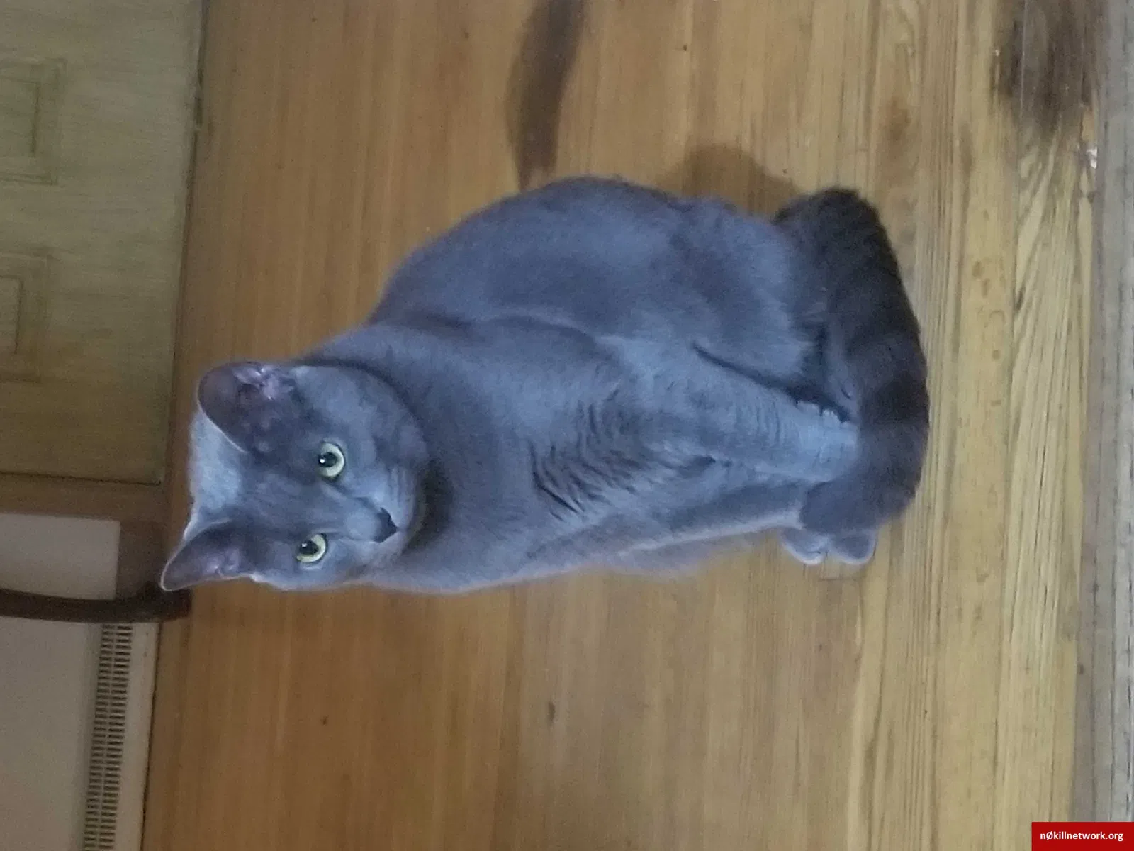 Lost cat in Youngstown, OH, 44514