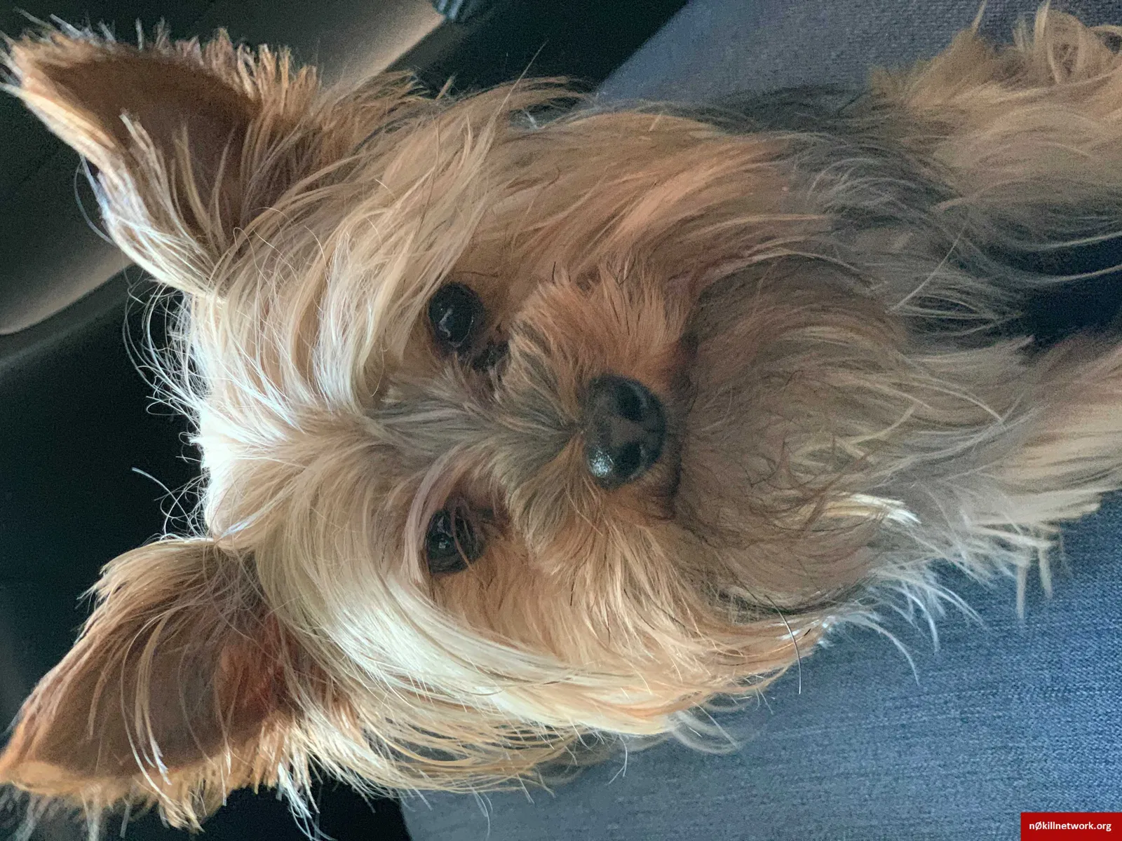 Lost dog in Miami, FL, 33184