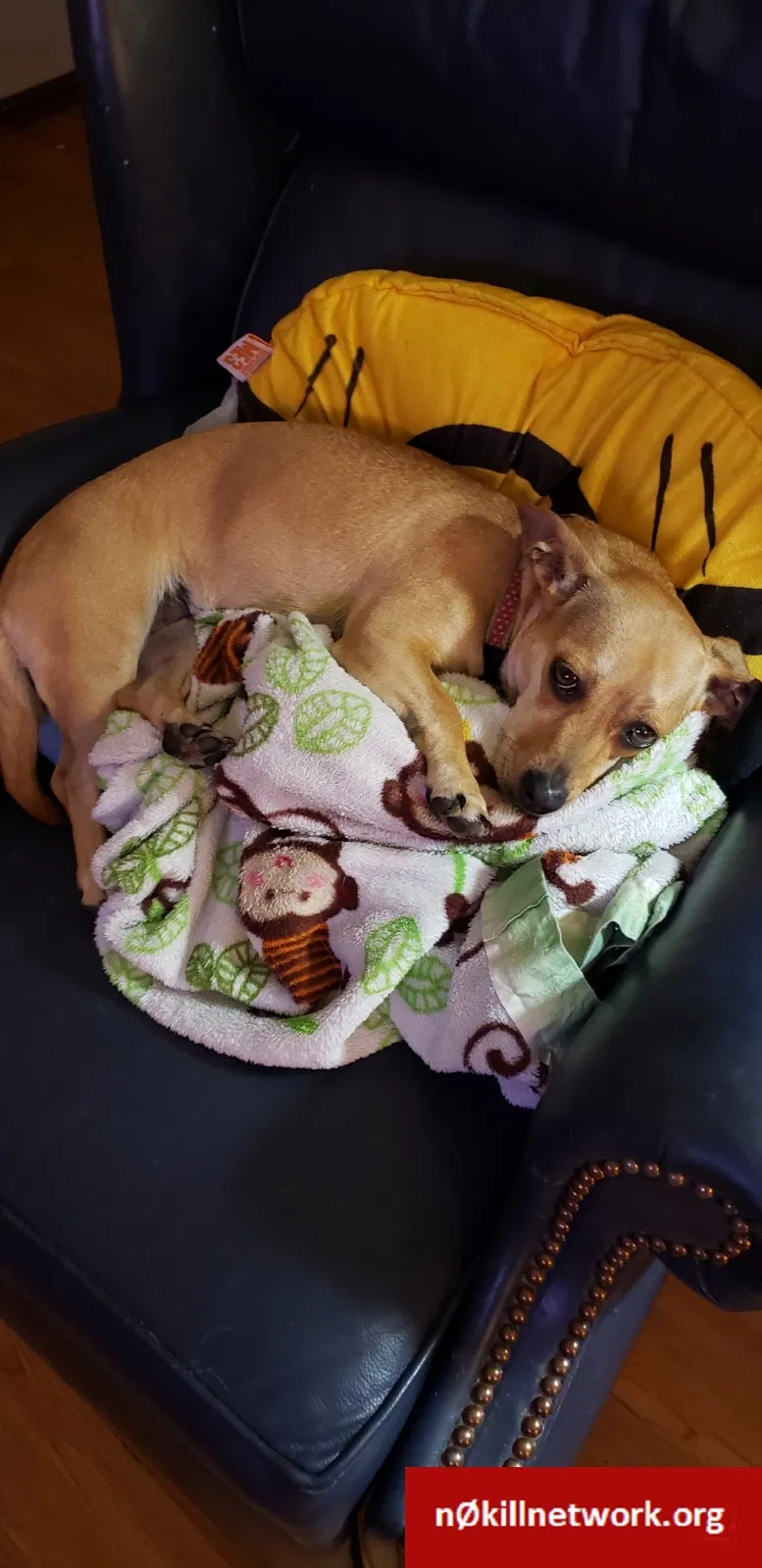 Lost dog in Olathe, KS, 66061