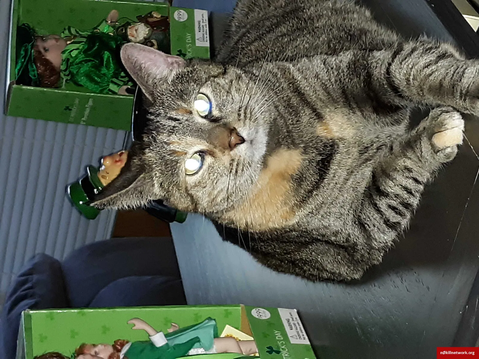 Lost cat in Imperial, PA, 15126