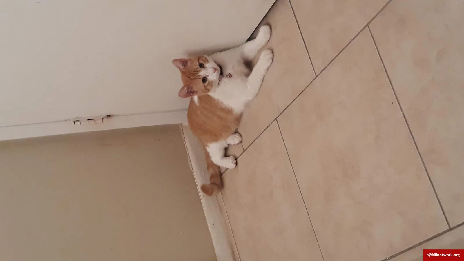 Lost cat in Orlando, FL, 32811